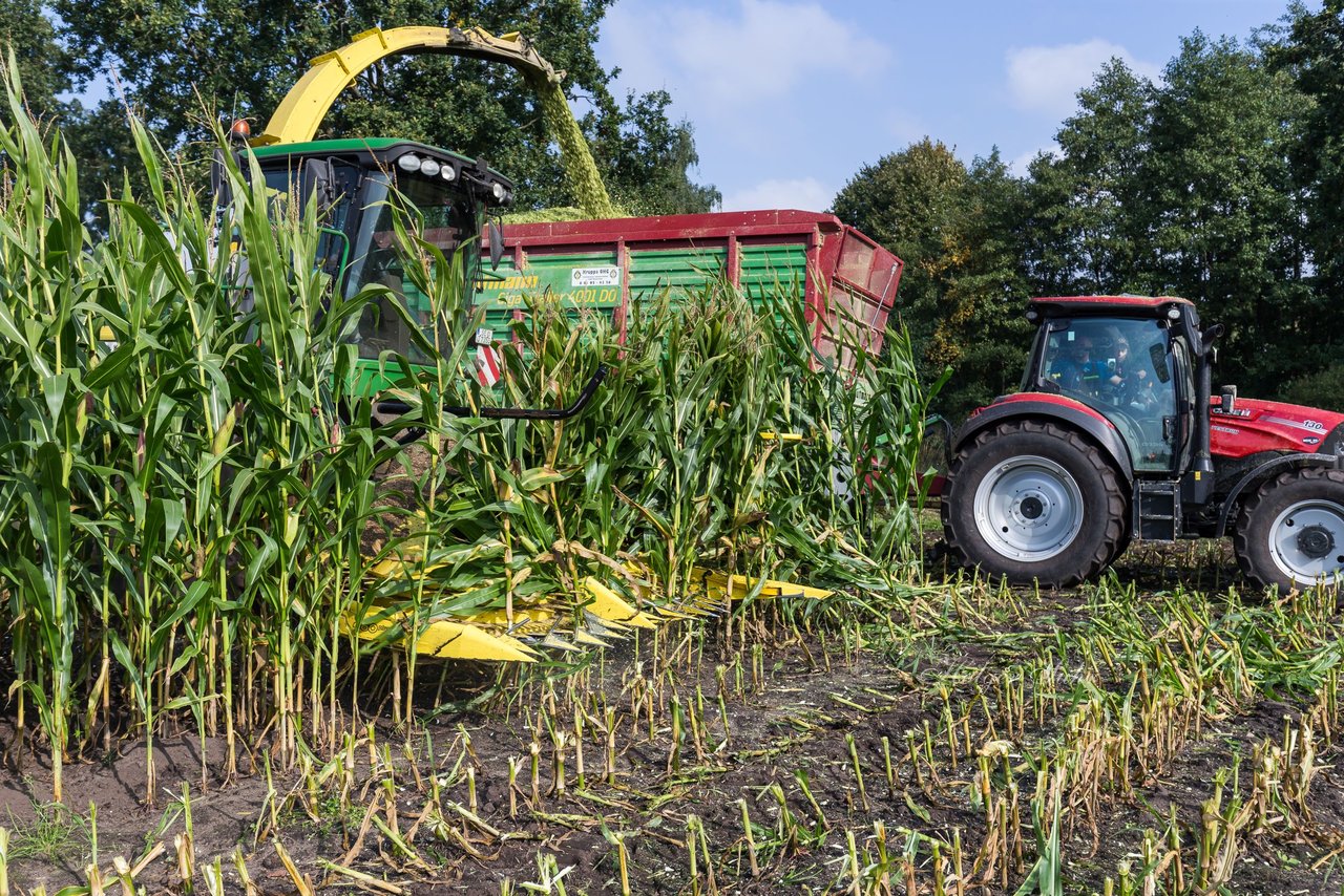 Bild 223 - Maisernte